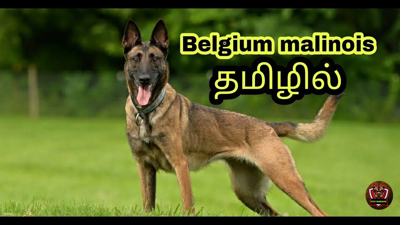Овчарка малинуа фото цена Belgian malinois dog breed tamil pets tamizhan subscribe #belgianmalinois #petst