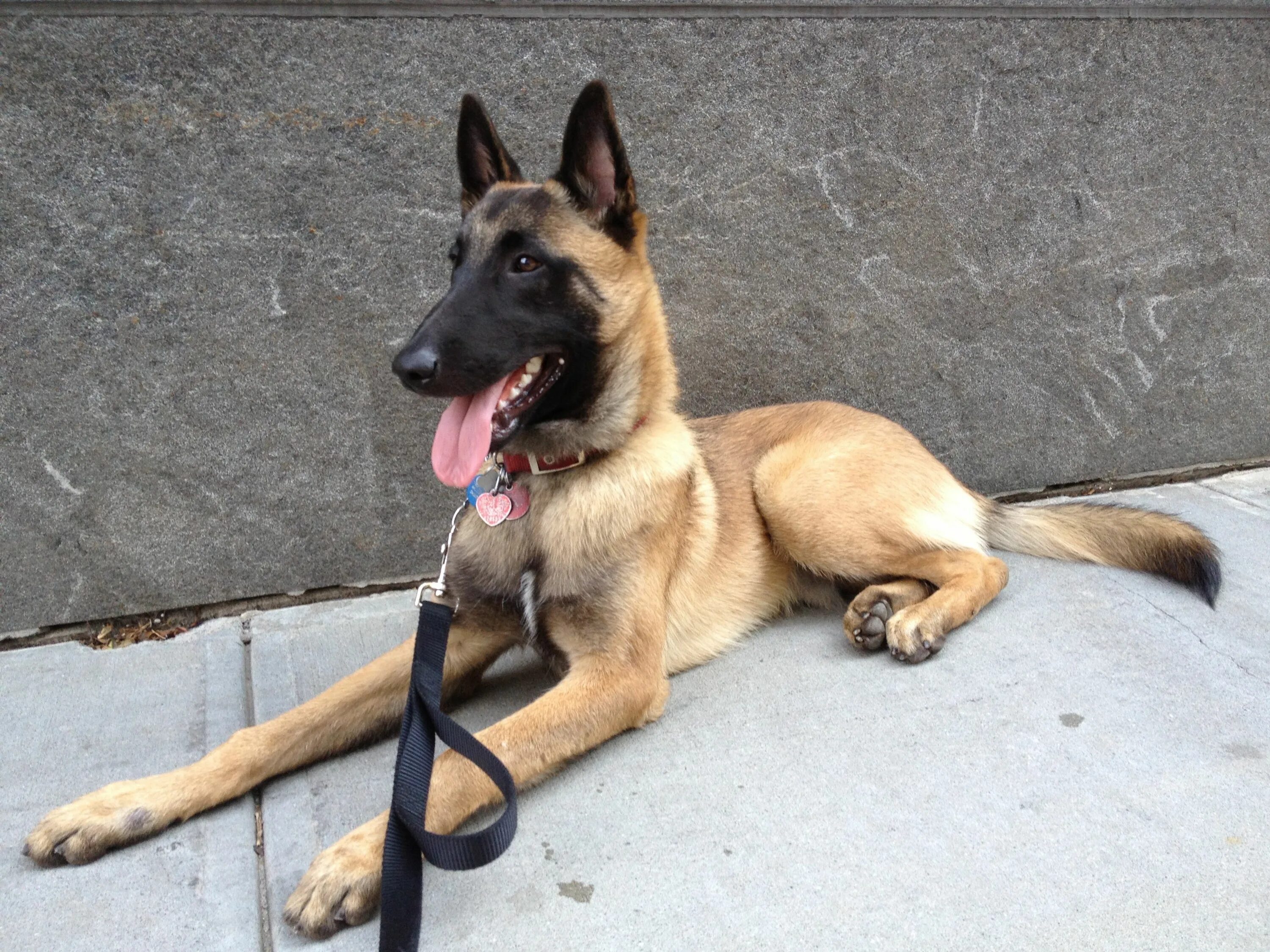 Овчарка малинуа фото цена This is the only kind of dog that the elite Navy Seals utilize: the Belgian Mali