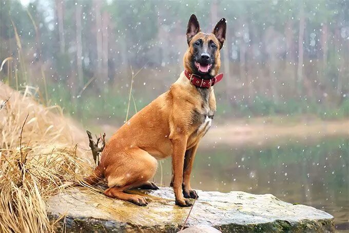 Овчарка малинуа фото цена бельгийская и описание Pin by Richard F. Skinner on Belgian Shepherd Belgian malinois dog, Belgian mali