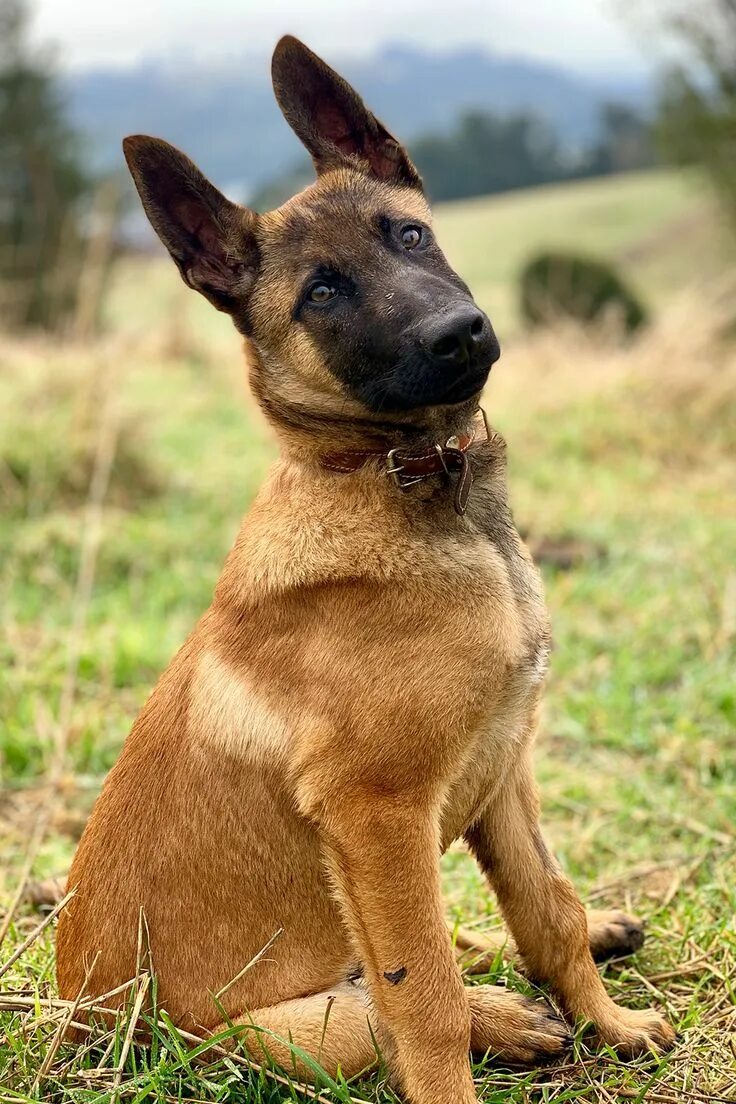 Овчарка малинуа фото цена бельгийская и описание Cute Belgian Malinois Pastor belga, Pastor belga malinois, Perros pastor belga