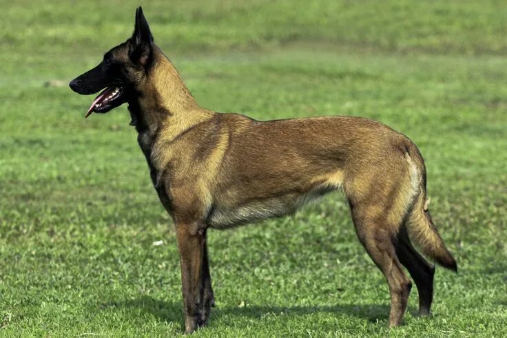 Овчарка малинуа фото цена бельгийская и описание Belgian Malinois. Belgischer schäferhund, Belgischer malinois, Malinois hund