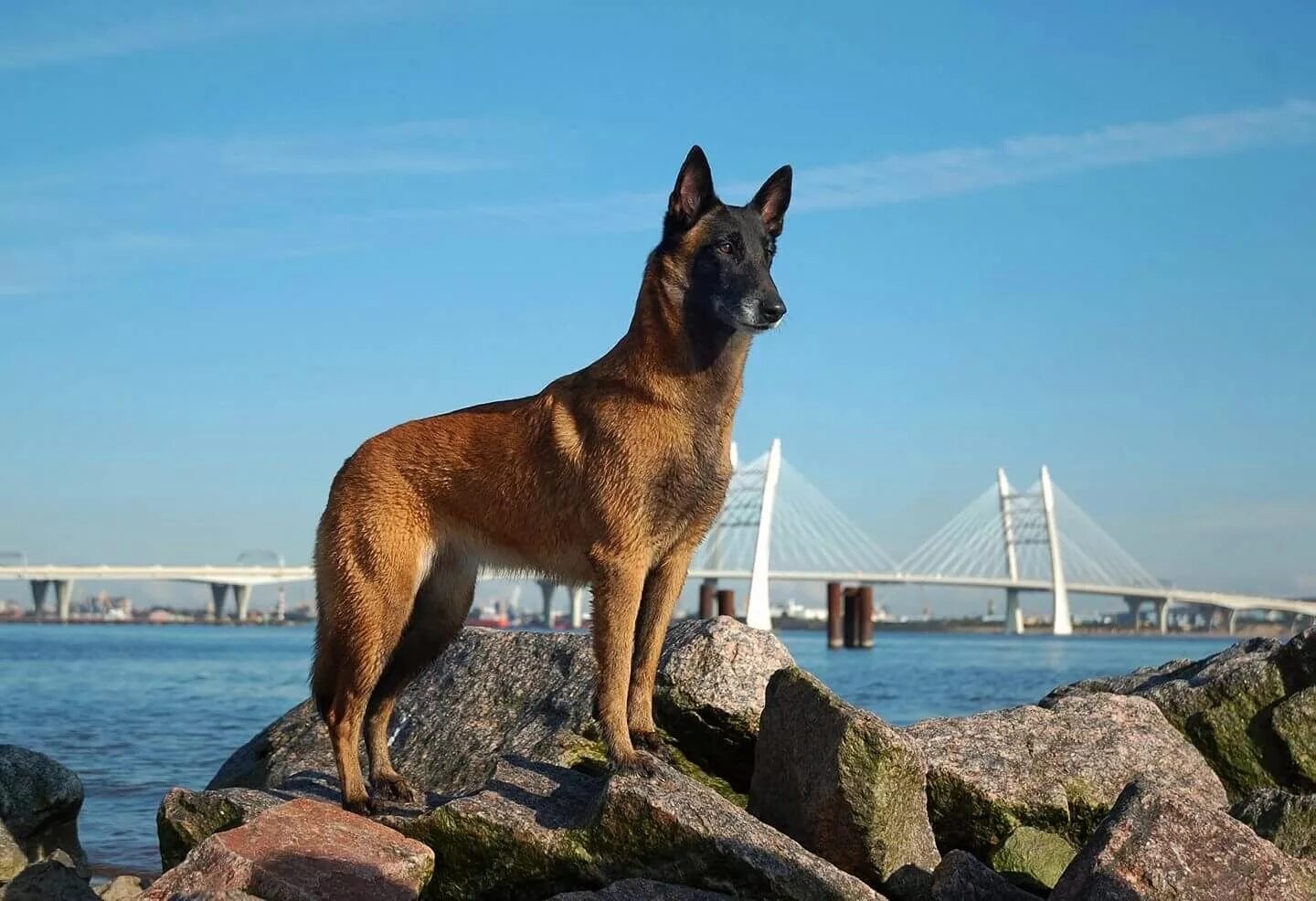 Овчарка малинуа фото цена бельгийская и описание Account Suspended Belgian malinois, Malinois, Personal protection dog