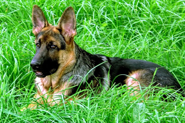 Овчарка месяц фото Файер (Black Fire). Московская обл. Возраст 5 месяцев Gsd, Dogs, Animals