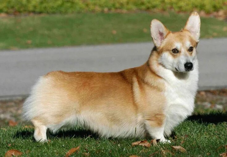 Овчарка на коротких лапах порода фото Pin on what i want! Welsh corgi puppies, Corgi facts, Pembroke welsh corgi puppi