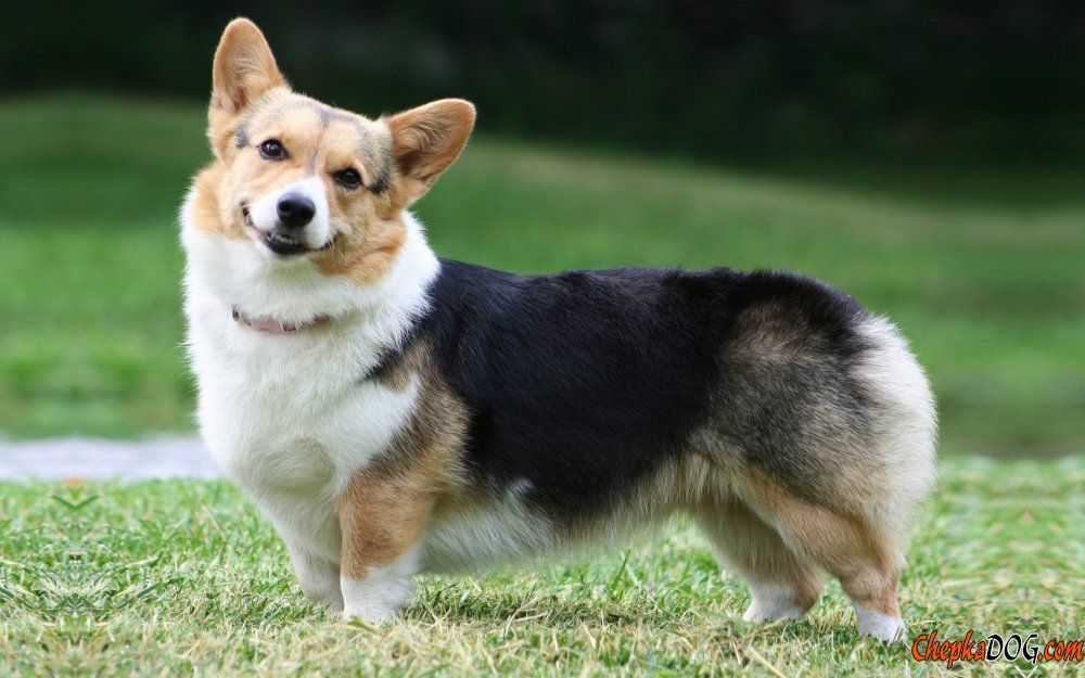 Овчарка на коротких лапах порода фото Smiling dog breed Welsh Corgi. Corgi breeds, Welsh corgi puppies, Corgi dog