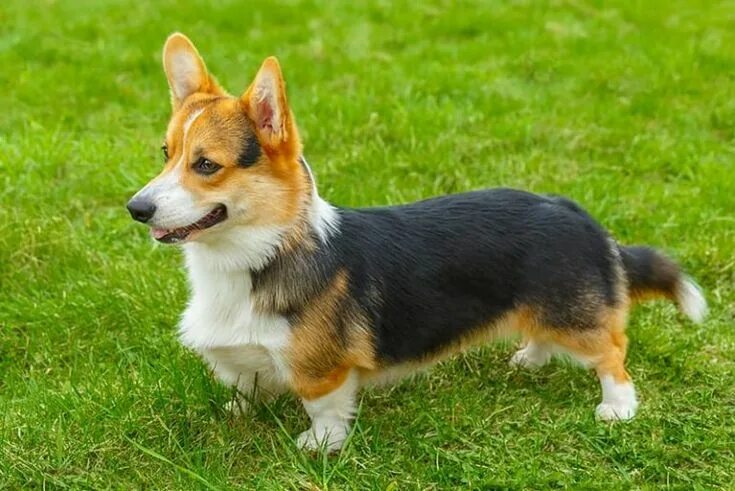 Овчарка на коротких лапах порода фото Corgi Names - 130+ Brilliant Ideas! - My Dog's Name Corgi names, Corgi dog breed