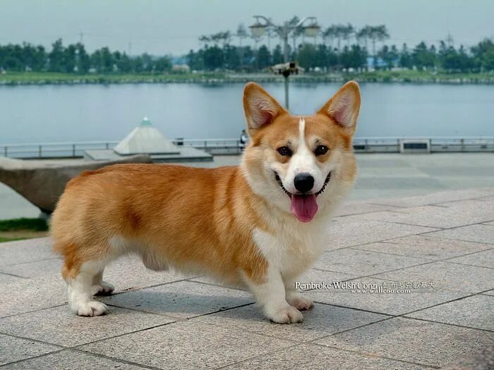 Овчарка на коротких лапах порода фото Welsh Corgi Cardigan Corgi, Welsh corgi puppies, Corgi dog
