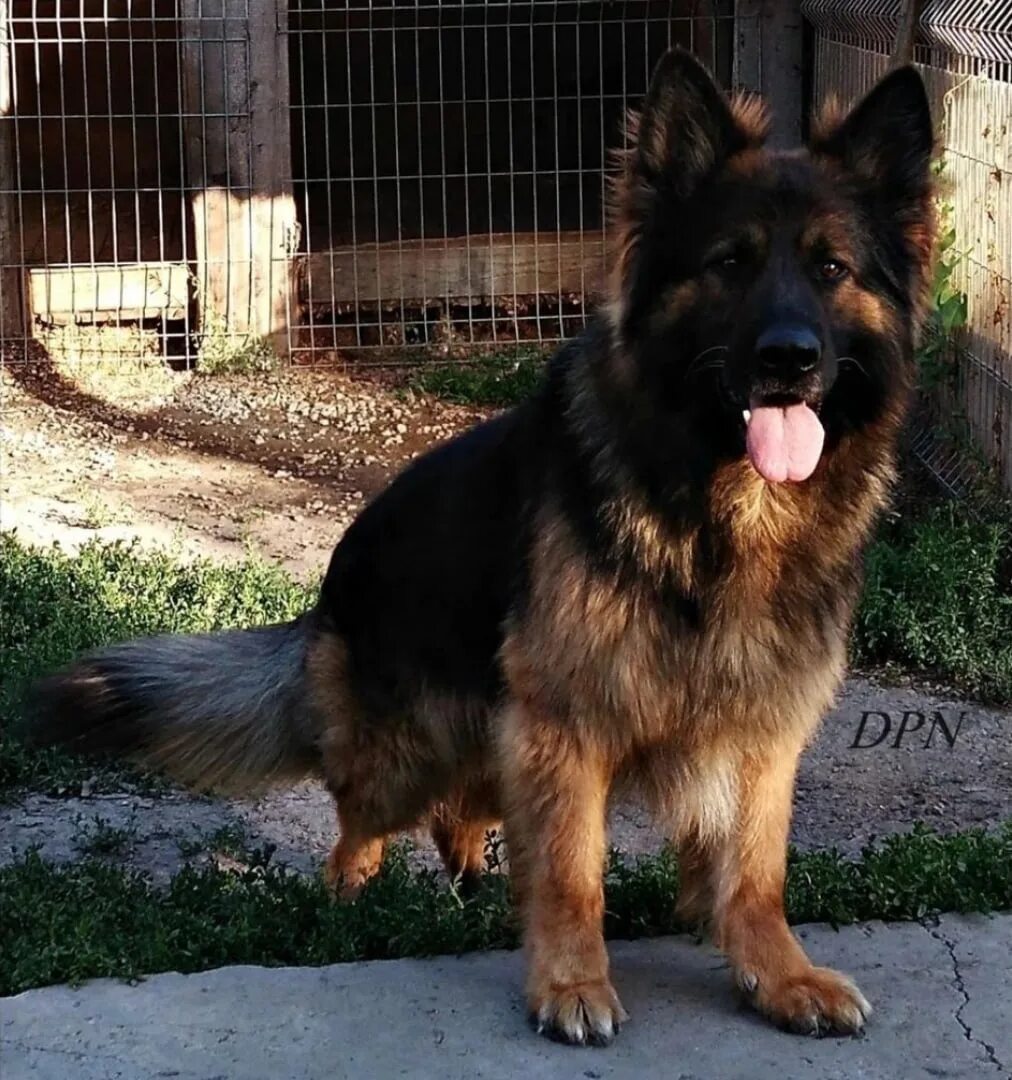 Овчарка немецкая длинношерстная фото взрослой собаки Samara, whose shepherd runs on the New Garden between the cars??? Already been h