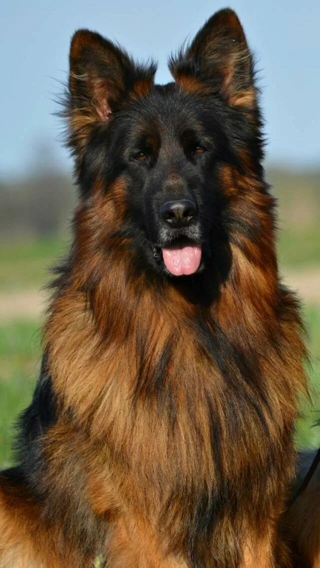 Овчарка немецкая длинношерстная фото взрослой собаки Very beautiful German shepherd dogs, Shepherd dog, German shepherd puppies