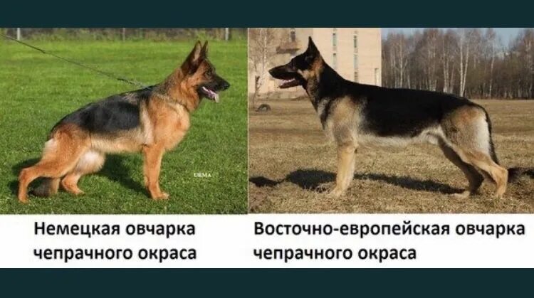 Овчарка немецкая фото 5 месяцев характеристики Овчарка. - Иттер ішінде Жамбылская область - OLX.kz