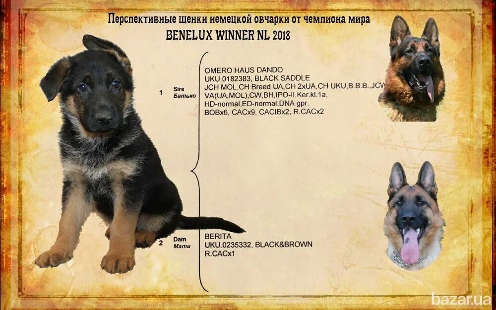 Овчарка немецкая фото 5 месяцев характеристики Окрасы немецкой овчарки - чепрачный, зонарный, рыжий и другие, их особенности, ф