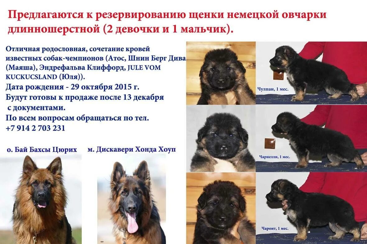 Овчарка немецкая фото 5 месяцев характеристики Описание старых длинношерстных немецких овчарок: особенности вида