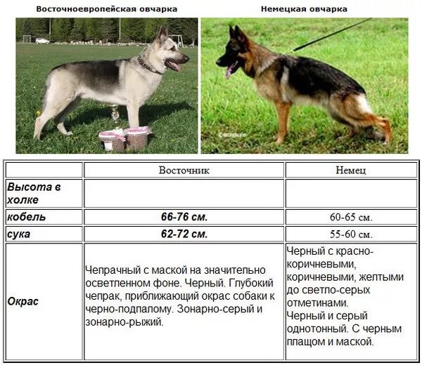 Овчарка немецкая фото 5 месяцев характеристики Ответы Mail.ru: Чем отличаются немецкая и восточноевропейская овчарки? На охрану