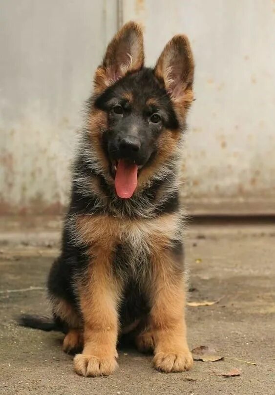 Овчарка немецкая фото 5 месяцев характеристики 10 Photos of Gorgeous German Shepherds Щенки немецкой овчарки, Немецкие овчарки,