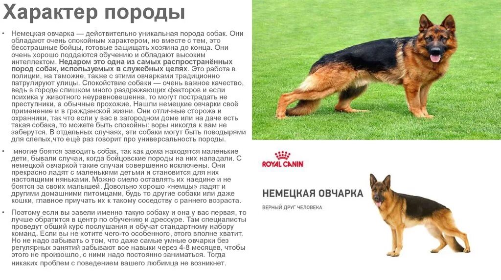 Овчарка немецкая фото 5 месяцев характеристики Сколько ест немецкая овчарка 60 фото - ZooClever.ru