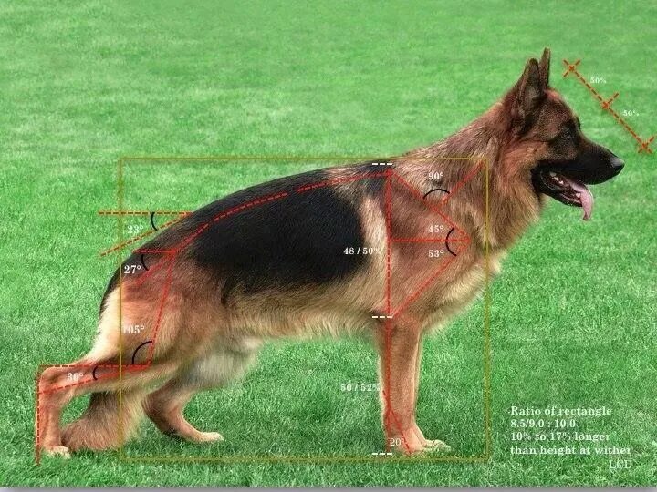 Овчарка немецкая фото 5 месяцев характеристики Gsd conformation angles breed standard German shepherd dogs, Dogs, Dog breeds