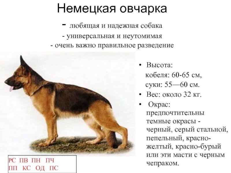 Овчарка немецкая фото 5 месяцев характеристики Как правильно воспитывать и ухаживать за щенком немецкой овчарки - главные реком