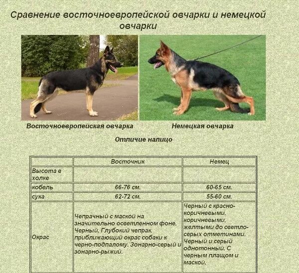 Овчарка немецкая фото 5 месяцев характеристики Ответы Mail.ru: Немец или метис?