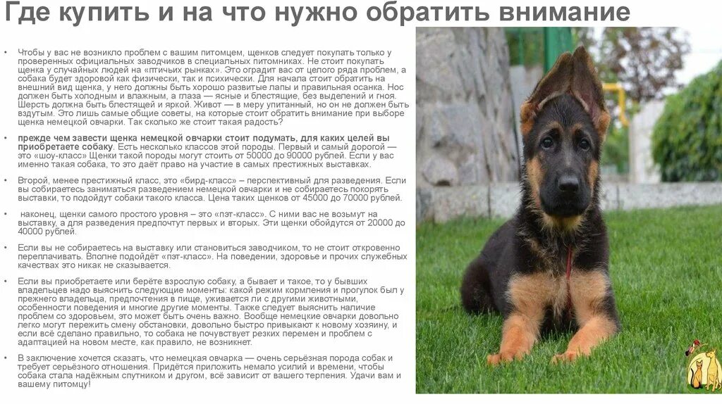 Овчарка немецкая фото 5 месяцев характеристики Характеристики щенков и взрослых собак немецких овчарок: внешность и характер