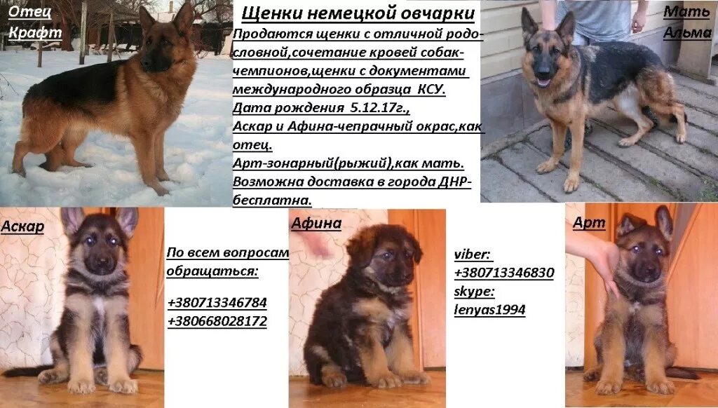 Овчарка немецкая фото 5 месяцев характеристики Нам 1месяц 20дней!Мы ждём своих родителей!Детки немецкой овчарки!