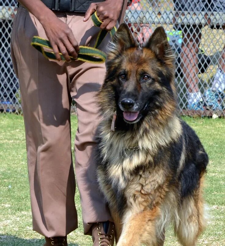 Овчарка немецкая фото с хозяином List Of Basic and Advanced Dog Commands For German Shepherds Dog training obedie