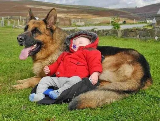 Овчарка немецкая фото с хозяином Baby sleeping on German Shepherd