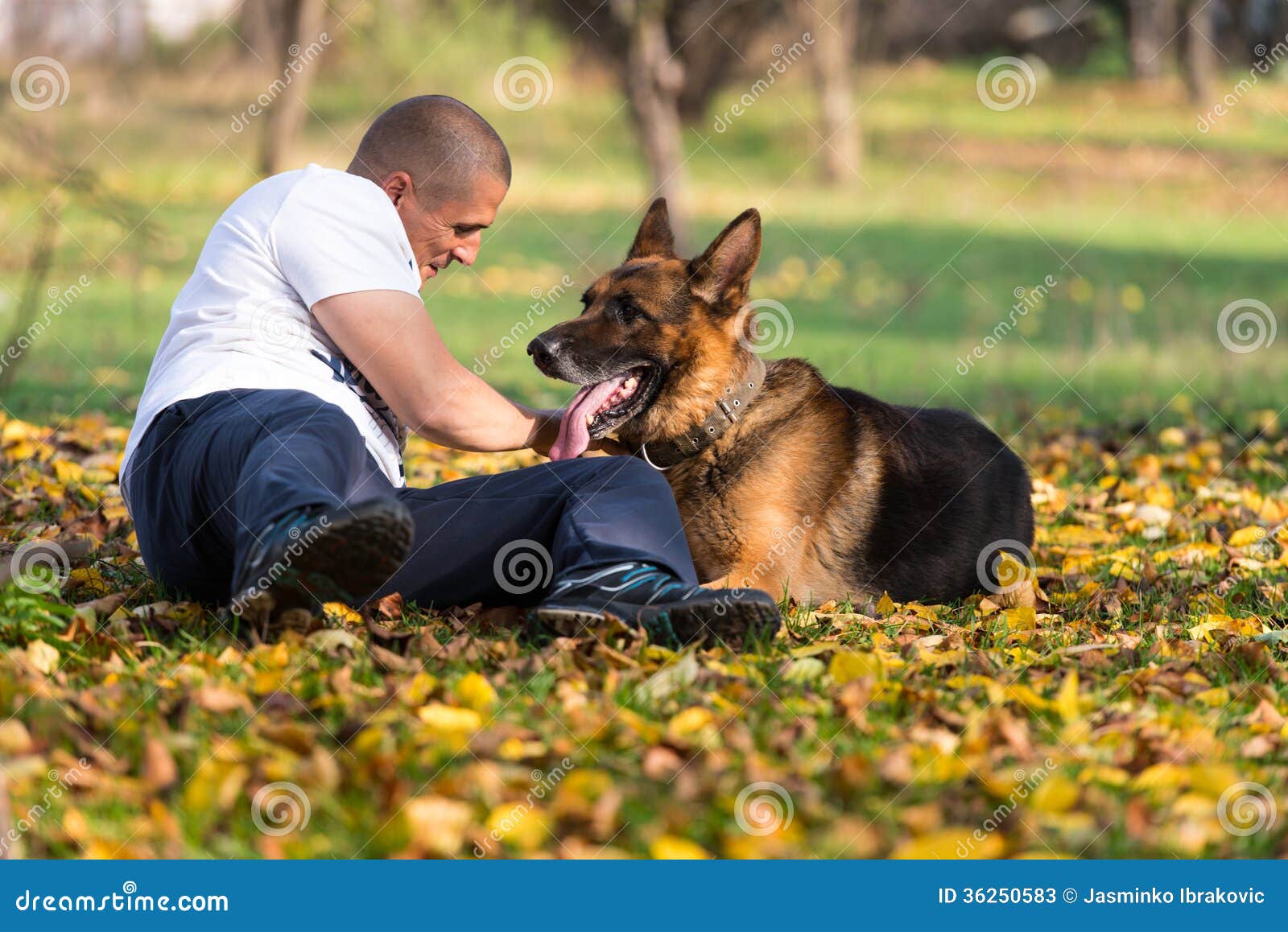 Овчарка немецкая фото с хозяином Adult Man with His Dog stock image. Image of friendship - 36250583