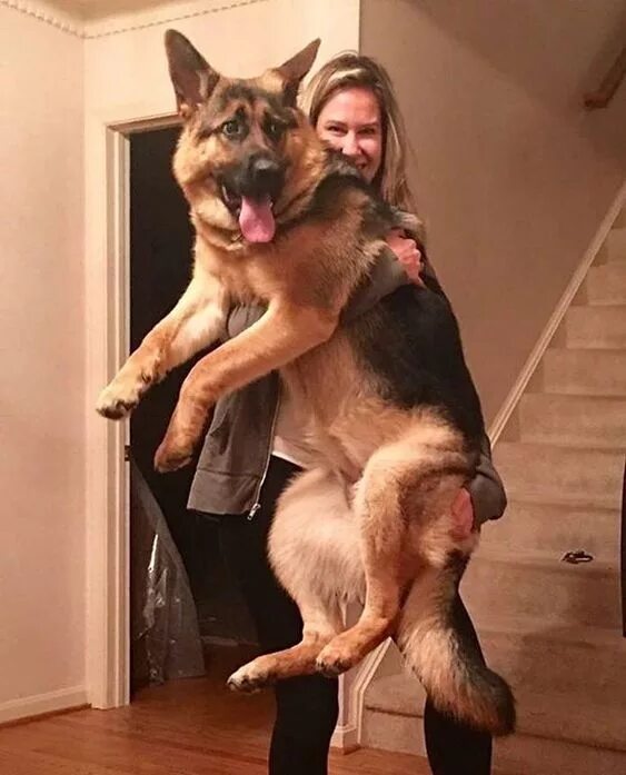 Овчарка немецкая фото с хозяином 5 Positive Stereotypes About Dog People That Are Totally True German shepherd do