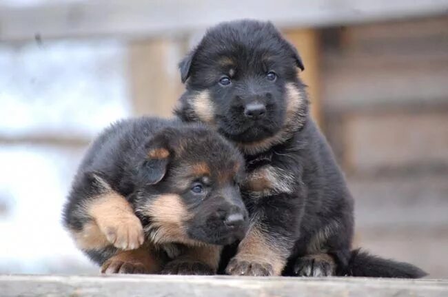 Овчарка немецкая фото щенки купить German Shepherd Puppies - 53 Pictures #shepherdpuppies Shepherd puppies, German 