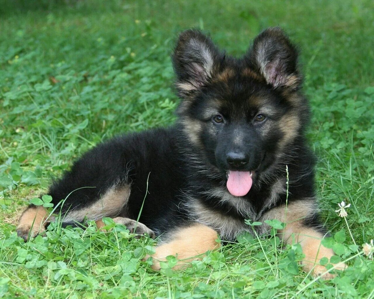 Овчарка немецкая фото щенки купить http://www.wallpapercasa.com German shepherd puppies, German shepherd dogs, Cute