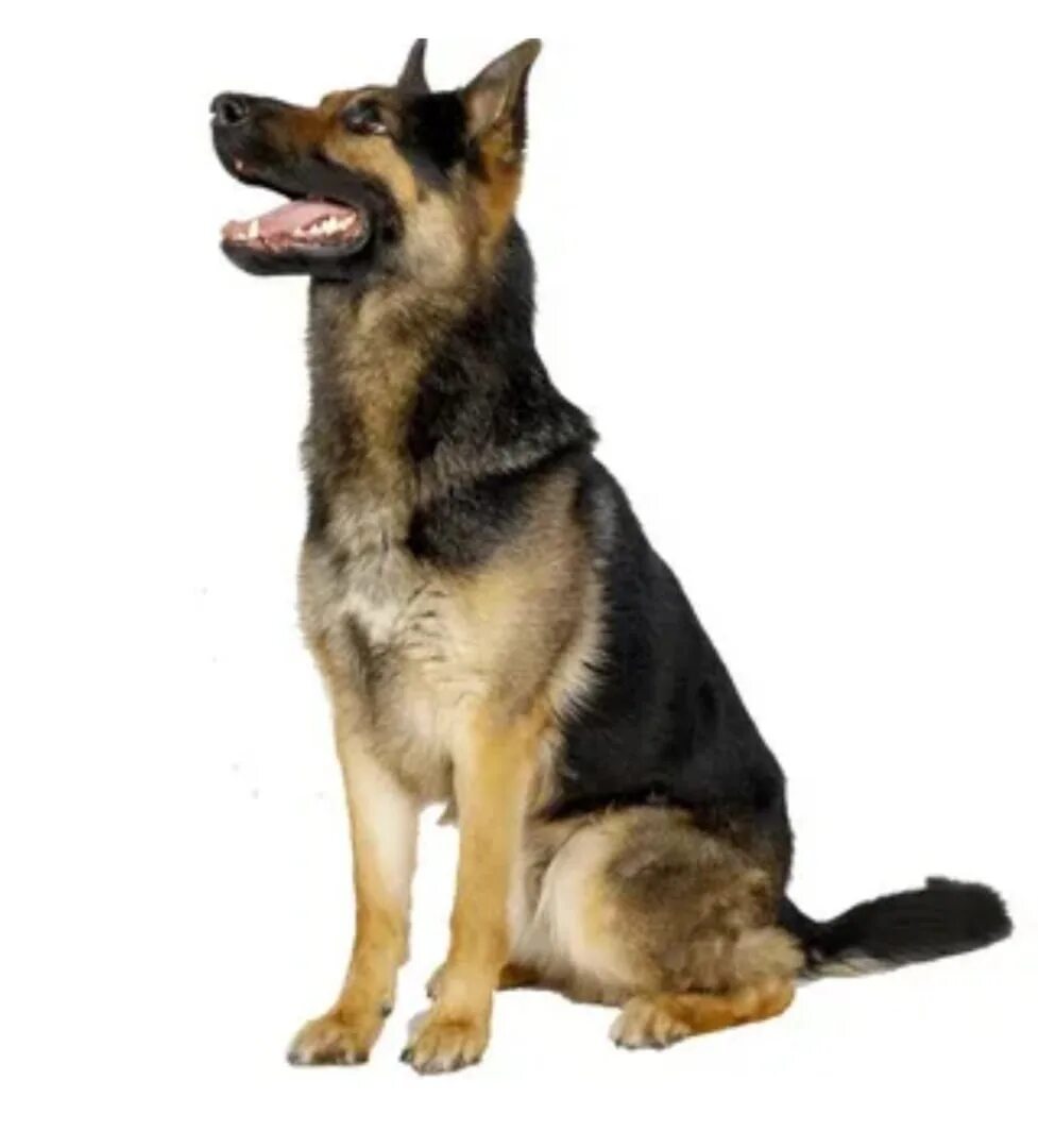 Овчарка немецкая фото сидя Noticed a dog, a shepherd, black with a tan, in a collar (Sverdlovsk region, D. 