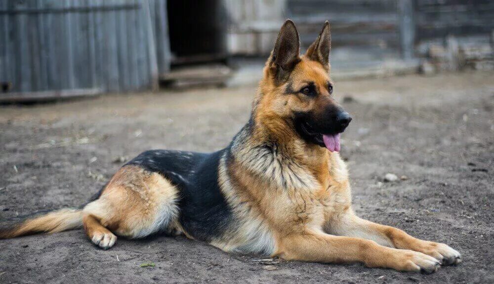 Овчарка немецкая фото сидя Category:Lone Dogs Forest River Pack Wiki Fandom