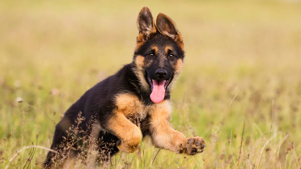 Овчарка немецкая фото сидя German Shepherd Puppy's Head Tilts Are Melting Hearts Left and Right