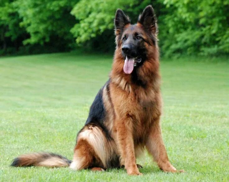 Овчарка немецкая фото сидя 10+ Phenomenal German Shepherd Choosing, Feeding, Socializing, Grooming Training