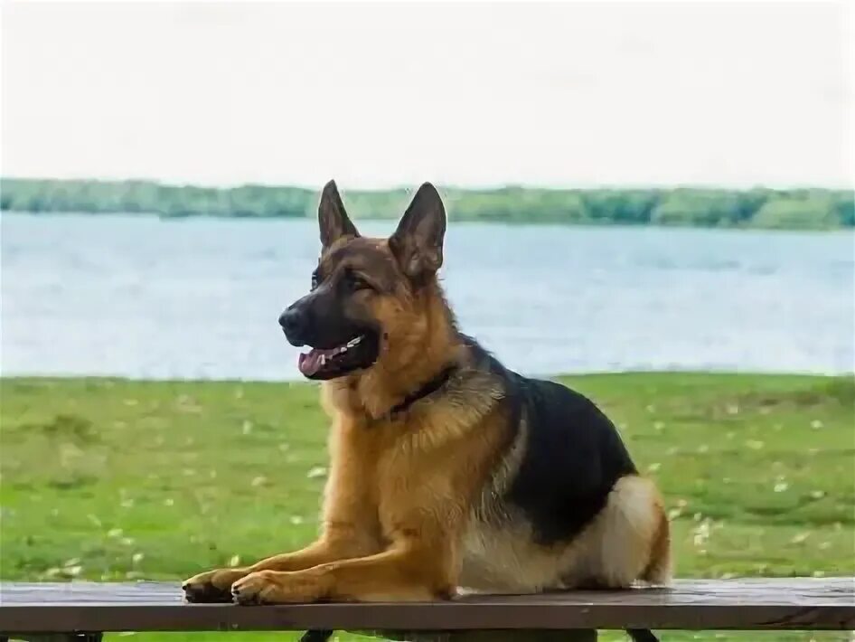 Овчарка немецкая фото сидя German shepherd dog sitting by river' Photographic Print Art.com German shepherd