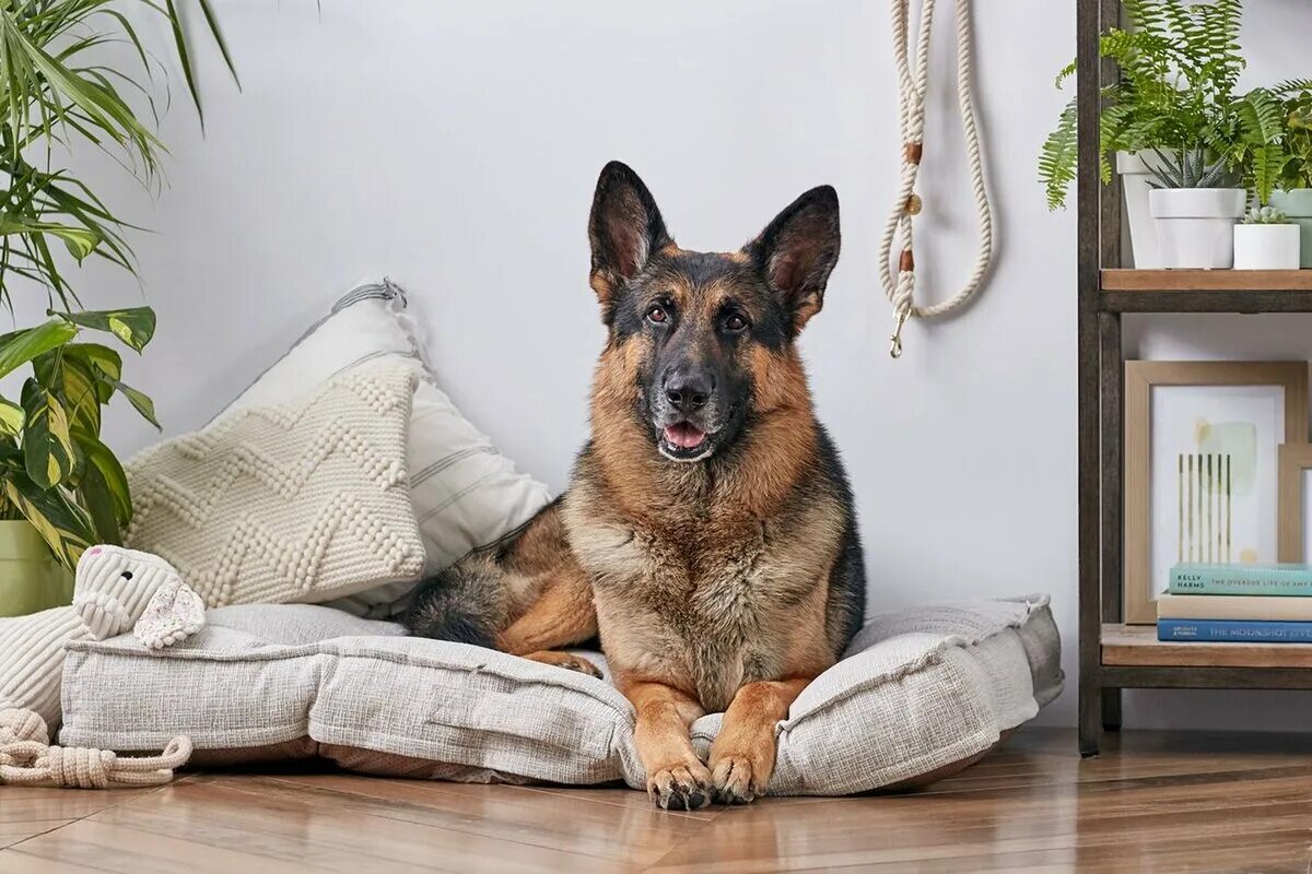 Овчарка немецкая фото сидя ТОП 10 самых умных пород собак в мире: фото и названия Pet Fabric Дзен