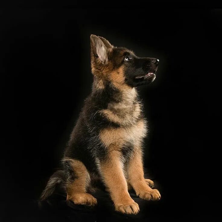 Овчарка немецкая фото сидя German Shepherds on Instagram