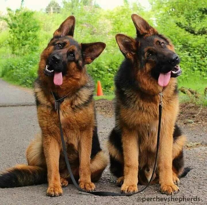 Овчарка немецкая фото сколько German shepherd - funny post German shepherd dogs, German shepherd puppies, Germ