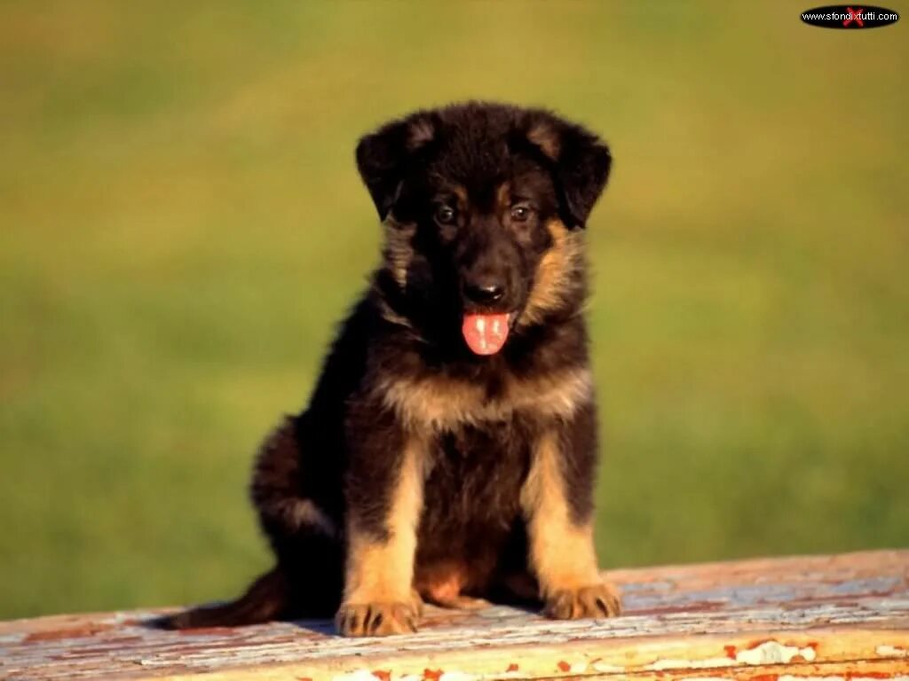 Овчарка немецкая щенок фото мальчик Pin van Augusto Valenti op Pastori Tedeschi Honden, Puppy, Duitse herders