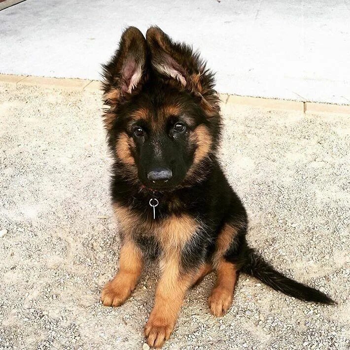 Овчарка немецкая щенок фото мальчик GERMAN-SHEPHERD! on Instagram: "#gsd# germanshepherdsofinstagram #germanshepherd