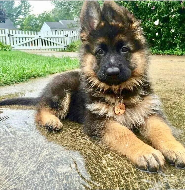 Овчарка немецкая щенок фото мальчик Pin on German shep puppies Shepherd puppies, Cute dogs, German shepherd puppies