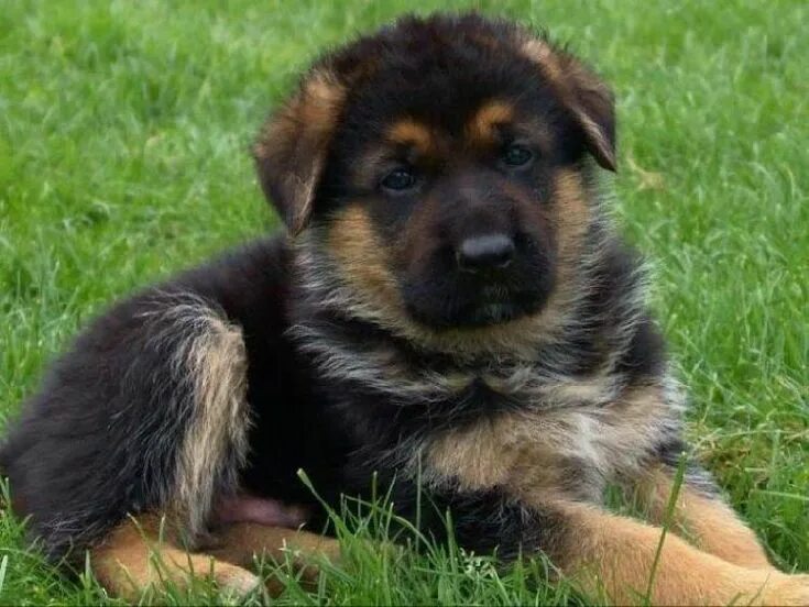 Овчарка немецкая щенок фото мальчик Regalo cuccioli pastore tedesco in Italia ( ANIMALI Agosto ) Clasf animali Cucci