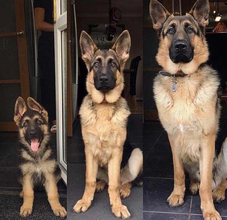 Овчарка по месяцам фото до года Pin on Puppies n Dogs