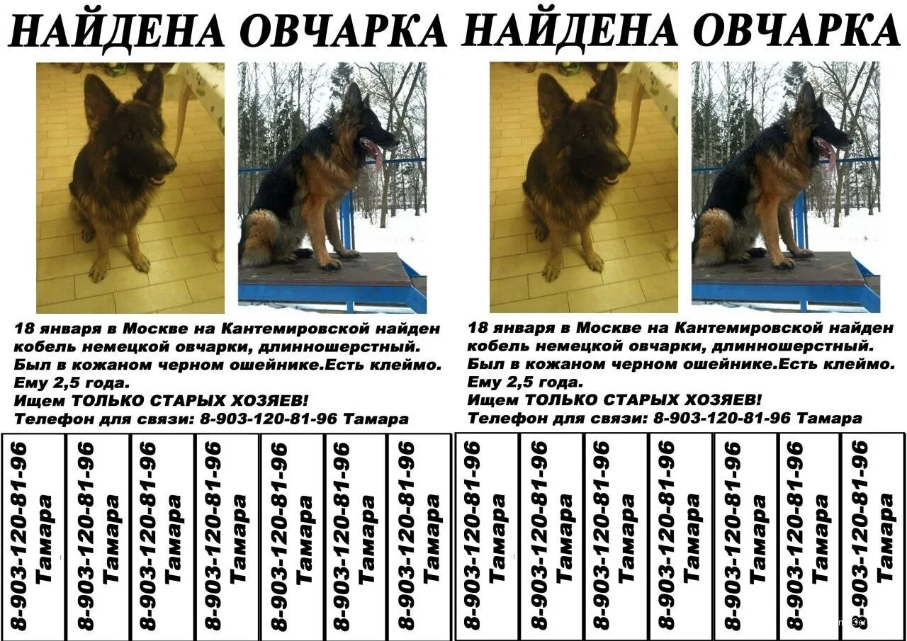 Овчарка по месяцам фото до года Вес немецкой овчарки по месяцам - Вопросы и ответы