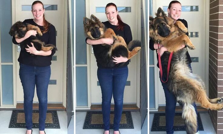 Овчарка по месяцам фото до года Couple document their dog's extraordinary growth spurt in photos Puppies, Dogs, 
