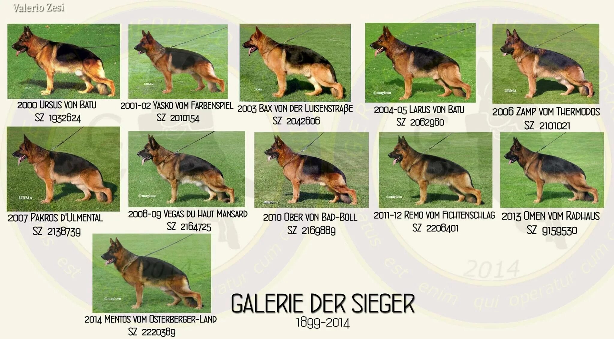 Овчарка по месяцам фото до года GSD Galerie Der Sieger 2000 - 2014 Gsd, Dogs, Malinois