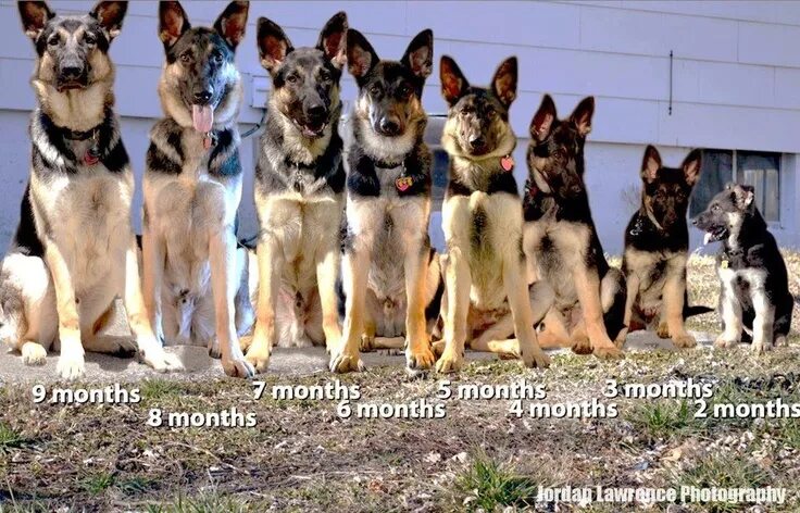 Овчарка по месяцам фото до года Growth of a shepherd Dog obedience, German shepherd puppies, Dogs
