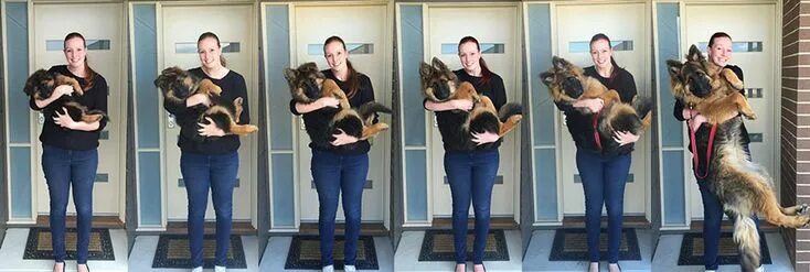 Овчарка по месяцам фото до года Couple Documents How Fast Their Dog Grows In Just 8 Months German shepherd puppi