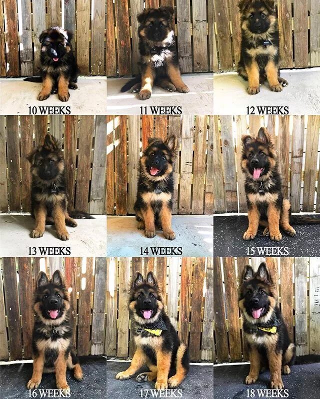 Овчарка по месяцам фото до года Pin on German Shepherd Photos