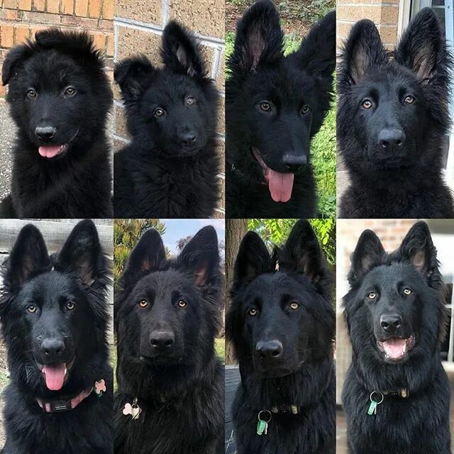 Овчарка по месяцам фото до года The many faces of Zara over the months, from 2 months to 9 German shepherd puppi